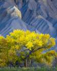 USA-Utah Yellow cottonwood tree and gray mountain in autumn Art Print